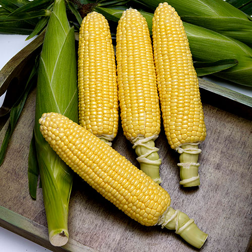 プレミアムスイート86 とうもろこし E 種や 国内最大級の野菜種 花種 苗 農業資材の販売店