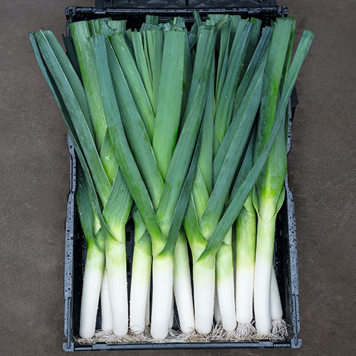 ラリー リーキ E 種や 国内最大級の野菜種 花種 苗 農業資材の販売店