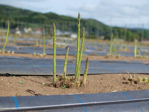 太宝早生 アスパラガス E 種や 国内最大級の野菜種 花種 苗 農業資材の販売店