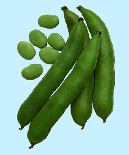 早生そらまめ そら豆 E 種や 国内最大級の野菜種 花種 苗 農業資材の販売店 早生そらまめ そら豆 E 種や 国内最大級の野菜種 花種 苗 農業資材の販売店