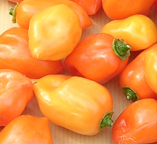 ハバネロ オレンジ ししとう とうがらし タネ E 種や 国内最大級の野菜種 花種 苗 農業資材の販売店
