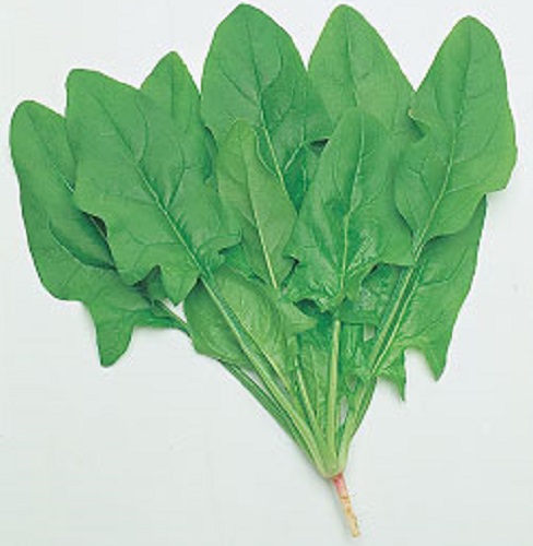 次郎丸 ほうれん草 タネ E 種や 国内最大級の野菜種 花種 苗 農業資材の販売店 次郎丸 ほうれん草 タネ E 種や 国内最大級の野菜種 花種 苗 農業資材の販売店