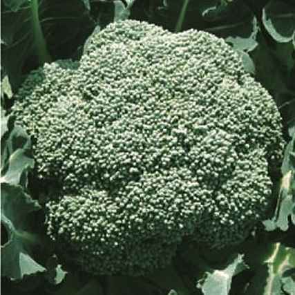 晩緑105[ブロッコリー] - e-種や｜国内最大級の野菜種・花種・苗・農業 