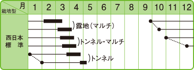 栽培型