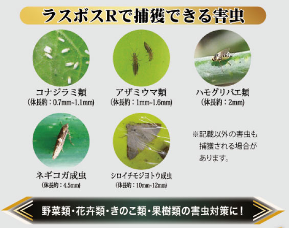 ラスボスRで捕獲できる害虫
