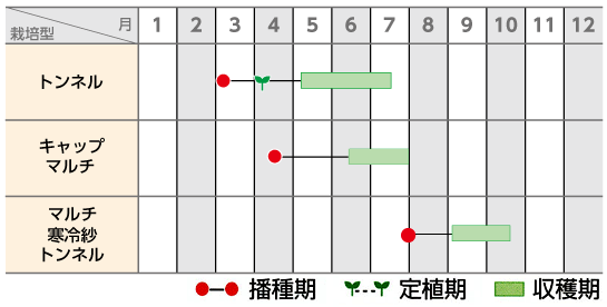 栽培歴