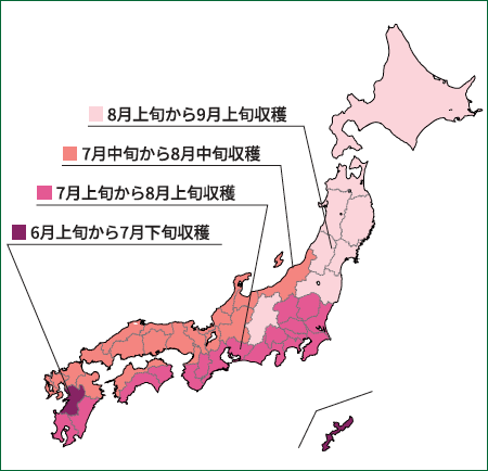 収穫時期の目安
