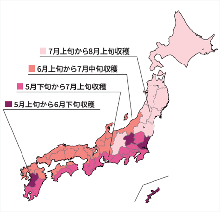 収穫時期の目安