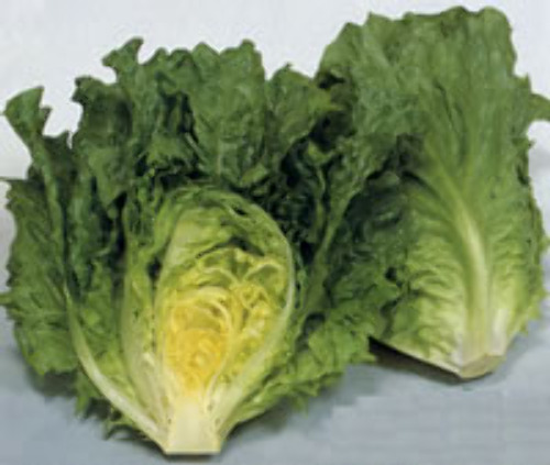 レタス E 種や 国内最大級の野菜種 花種 苗 農業資材の販売店 レタス E 種や 国内最大級の野菜種 花種 苗 農業資材の販売店