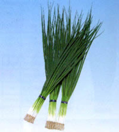 00000423_photo1.jpg