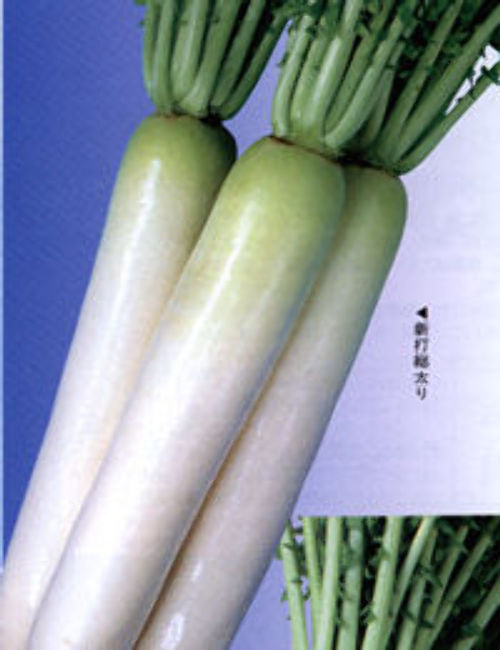 00000721_photo1.jpg
