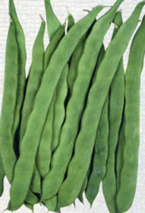 野菜たね YTC60  正規品販売 インゲン インゲン豆  1袋 25ml 種  マメ タネ つるありすじなし菜豆