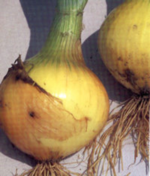 00001635_photo1.jpg