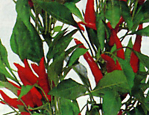 00001903_photo1.jpg
