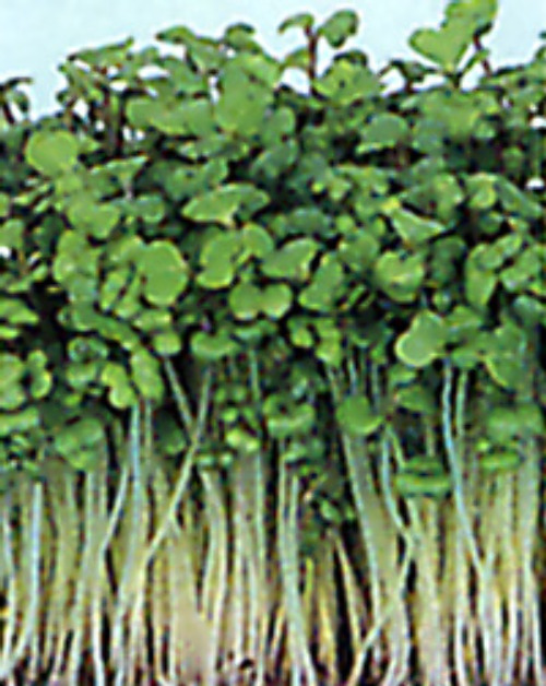 00002001_photo1.jpg
