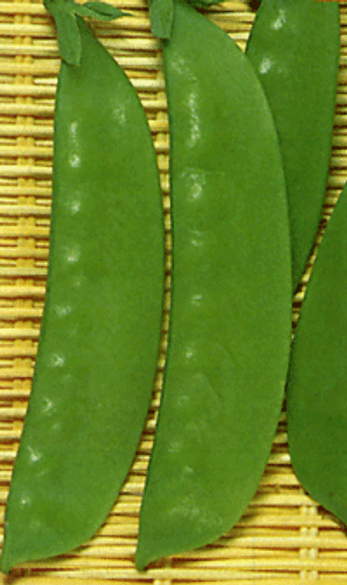 00002148_photo1.gif