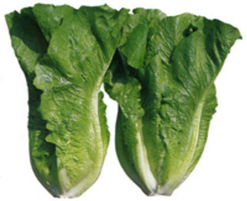 マキシマム レタス E 種や 国内最大級の野菜種 花種 苗 農業資材の販売店 マキシマム レタス E 種や 国内最大級の野菜種 花種 苗 農業資材の販売店