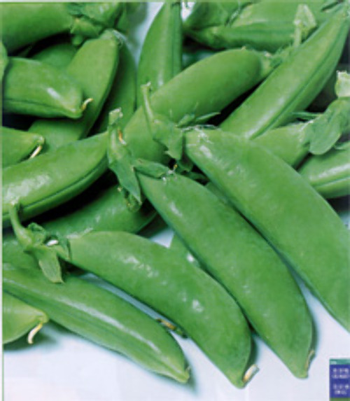 ニムラサラダスナップ スナップえんどう E 種や 国内最大級の野菜種 花種 苗 農業資材の販売店 ニムラサラダスナップ スナップえんどう E 種や 国内最大級の野菜種 花種 苗 農業資材の販売店