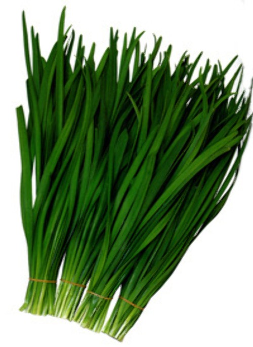 ニラ - e-種や｜国内最大級の野菜種・花種・苗・農業資材の販売店