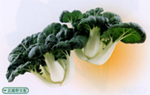 中国野菜 葉茎 E 種や 国内最大級の野菜種 花種 苗 農業資材の販売店 中国野菜 葉茎 E 種や 国内最大級の野菜種 花種 苗 農業資材の販売店