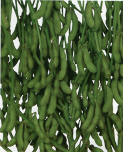 雪音[枝豆] - e-種や｜国内最大級の野菜種・花種・苗・農業資材の販売店