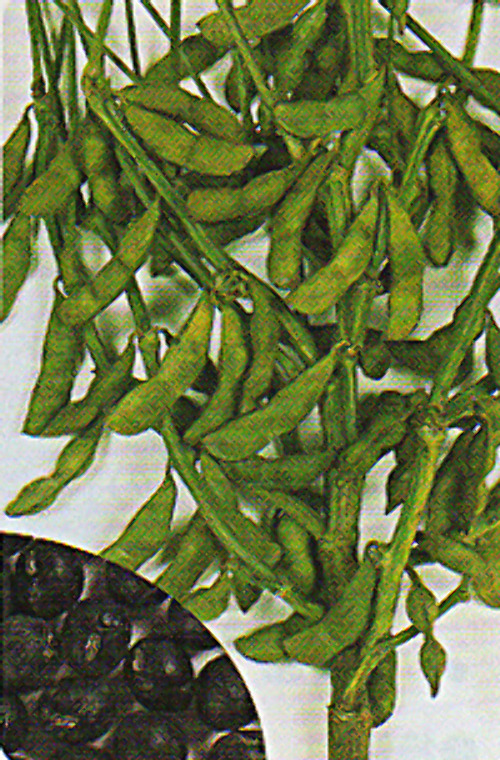 00006775_photo1.jpg