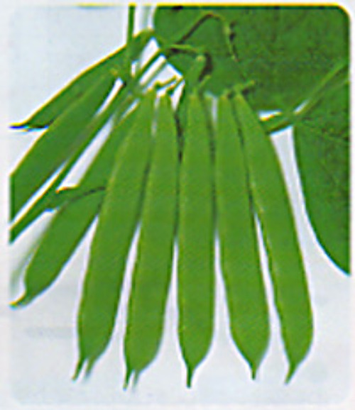 00006781_photo1.jpg