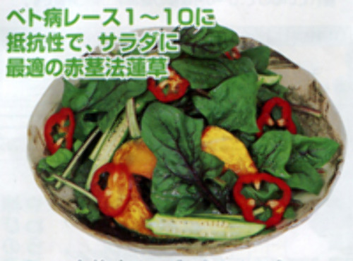 赤茎味サラダほうれんそう ほうれん草 タネ E 種や 国内最大級の野菜種 花種 苗 農業資材の販売店 赤茎味サラダほうれんそう ほうれん草 タネ E 種や 国内最大級の野菜種 花種 苗 農業資材の販売店