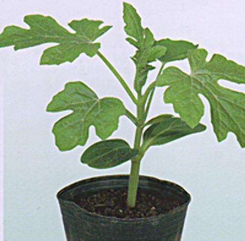 00007721_photo1.jpg