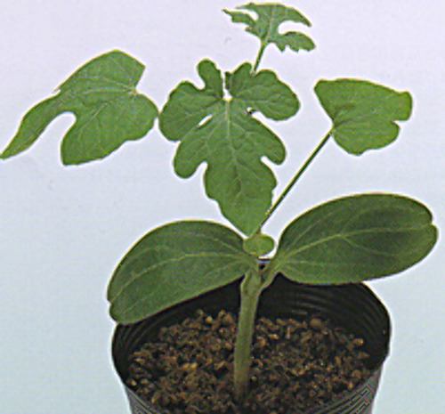 00007723_photo1.jpg