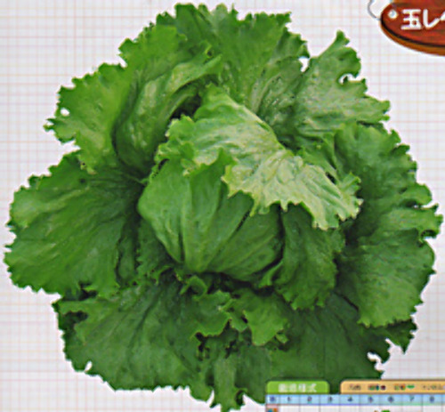 レタス E 種や 国内最大級の野菜種 花種 苗 農業資材の販売店 レタス E 種や 国内最大級の野菜種 花種 苗 農業資材の販売店