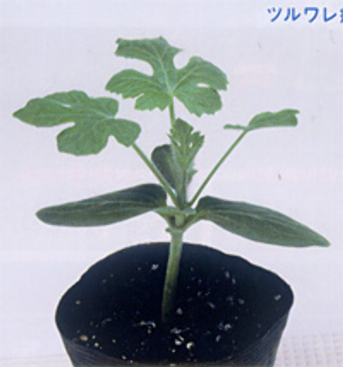 00007813_photo1.jpg