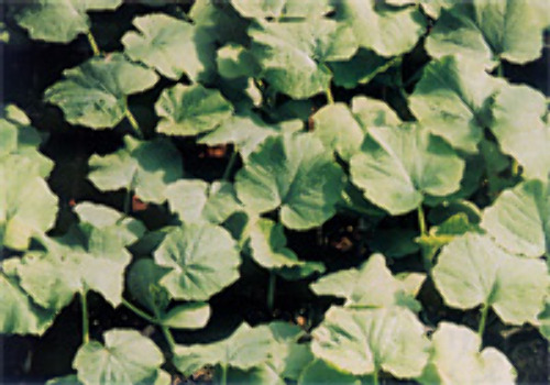00008290_photo1.jpg