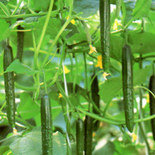 00008698_photo1.jpg