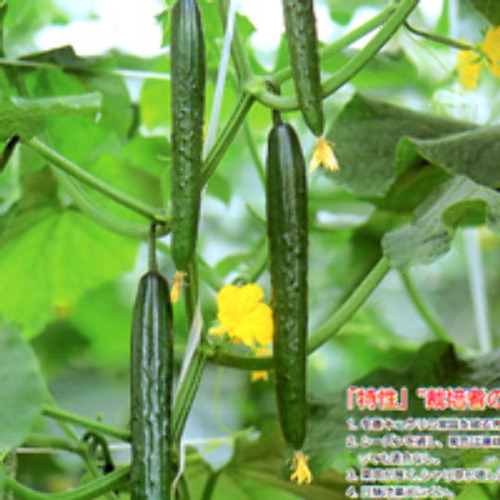 00008699_photo1.jpg