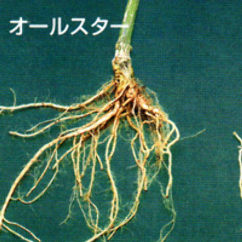 00008731_photo1.jpg