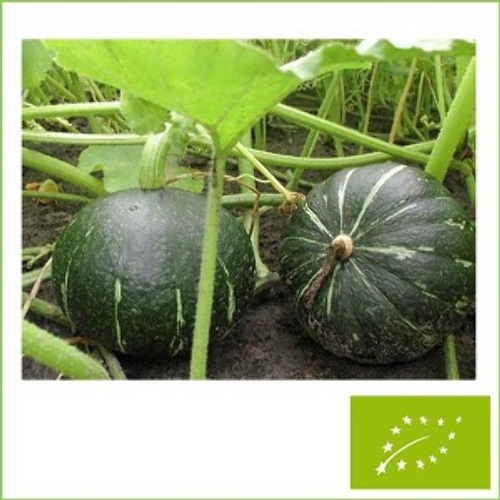 南瓜(かぼちゃ) e種や|国内最大級の野菜種・花種・苗・農業資材の販売店