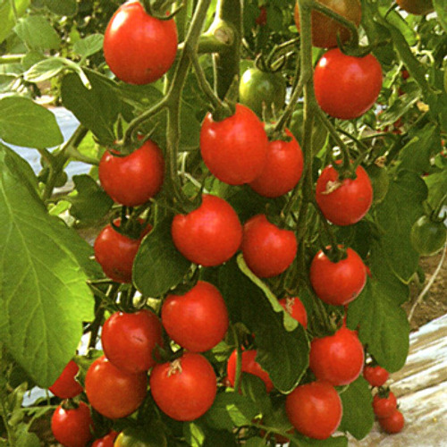 エコスイートミニトマト 単為結果性品種 トマト E 種や 国内最大級の野菜種 花種 苗 農業資材の販売店