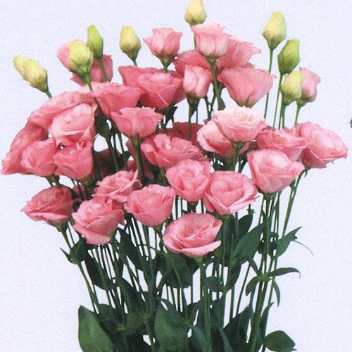 000145_6385700c9e896.jpg