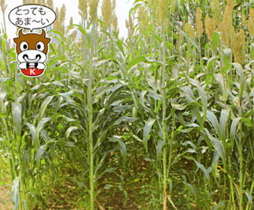 00014749_photo1.jpg