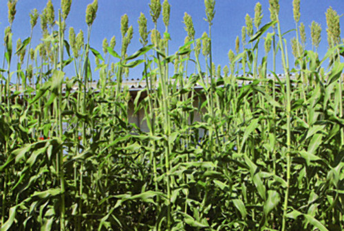 00014751_photo1.jpg