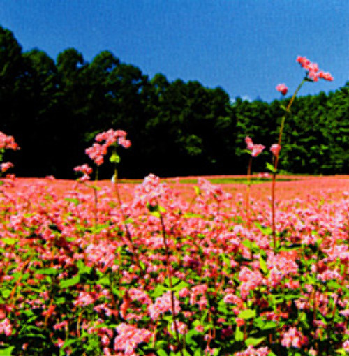 00014884_photo1.jpg