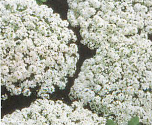 00015096_photo1.jpg