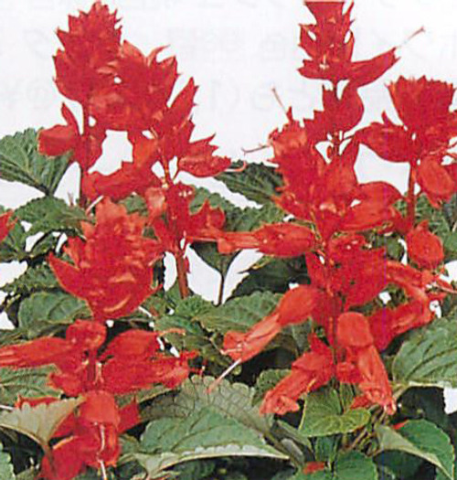00015176_photo1.jpg