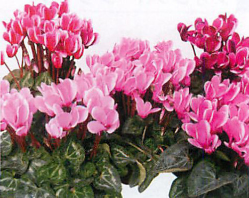 00015216_photo1.jpg