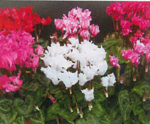 00015219_photo1.jpg