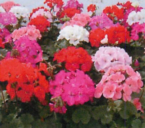 00015272_photo1.jpg