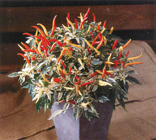 00015475_photo1.jpg