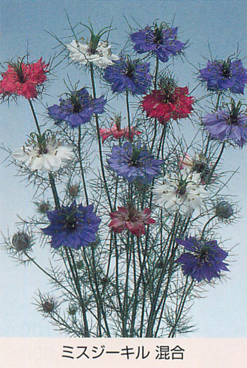 ミスジーキル 混合 ニゲラ E 種や 国内最大級の野菜種 花種 苗 農業資材の販売店 ミスジーキル 混合 ニゲラ E 種や 国内最大級の野菜種 花種 苗 農業資材の販売店