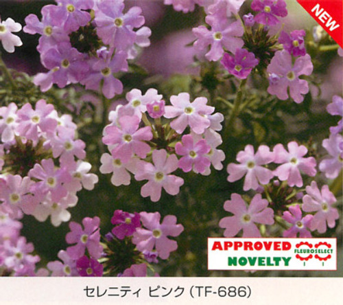 テネラ種 セレニティ ピンク バーベナ E 種や 国内最大級の野菜種 花種 苗 農業資材の販売店